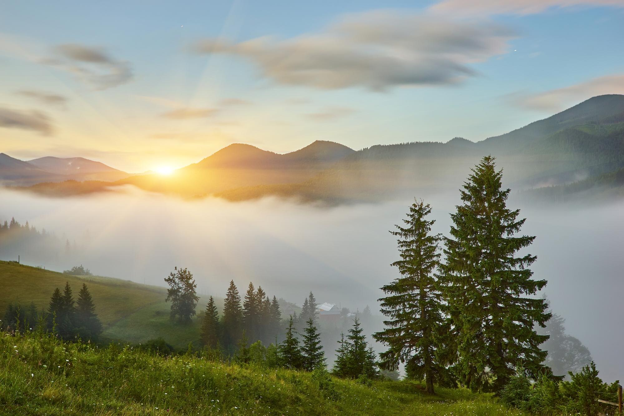 Morning nature